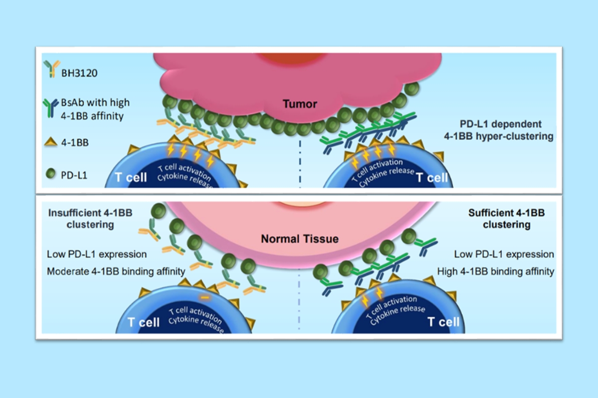 <Mechanism of action of BH3120 presented by BJHM(Beijing Hanmi Pharmaceutical) at AACR 2023>