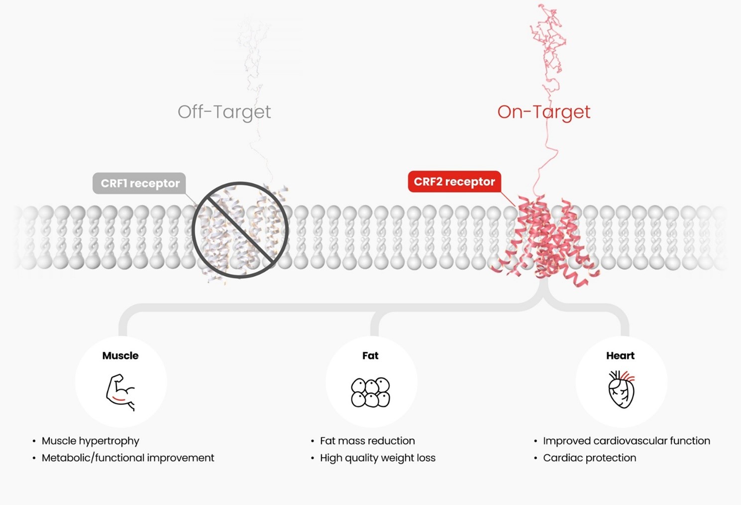HM17321 selectively acts on the CRFR2 (On-Target), inducing both muscle growth and fat reduction simultaneously. This dual mechanism supports muscle mass increase, metabolic and functional improvement, high-quality weight loss, and cardiovascular benefits.